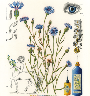 Atelier : Histoires de plantes