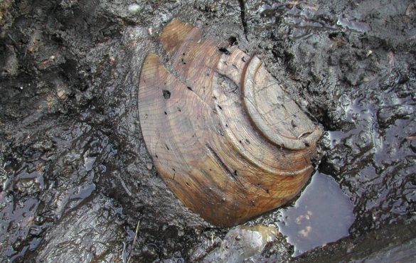 Fête de la science au MALP