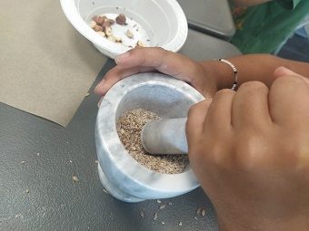 Atelier : L’alimentation au Néolithique